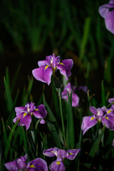 夜の菖蒲園