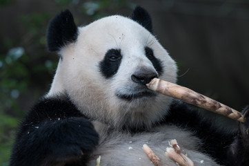 Obraz premium The portrait of the Giant panda. Big fat lazy Giant panda eats bamboo in the forest. Endangered wildlife.