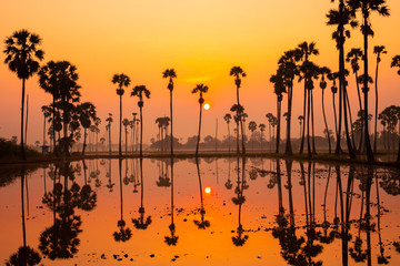 Beautiful scenery silhouette Sugar Palm Tree on the rice field during twilight sky and Sunrise in the moring with Reflection on the Water at Pathumthani province,Thailand.