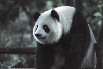 Fototapeta premium The portrait of the Giant panda. Big fat lazy Giant panda eats bamboo in the forest. Endangered wildlife.
