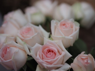 Rose pink flower beauty bouquet