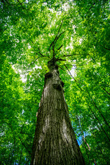 upward view of tree trunk and green leaf canopy