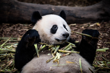 Fototapeta premium The portrait of the Giant panda. Big fat lazy Giant panda eats bamboo in the forest. Endangered wildlife.