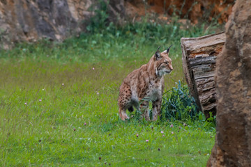 a boreal lynx resting in a rocky meadow