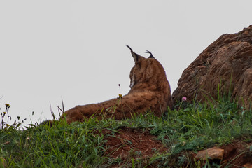 a boreal lynx resting in a rocky meadow