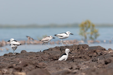 Crab Plover Flock seen on the rocky coast of jamnagar,Gujarat,India