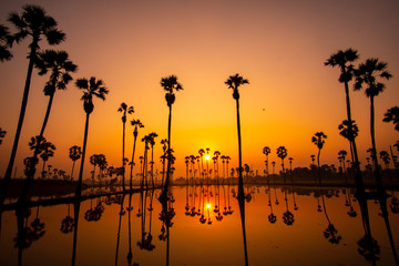 Beautiful scenery silhouette Sugar Palm Tree on the rice field during twilight sky and Sunrise in the moring with Reflection on the Water at Pathumthani province,Thailand.