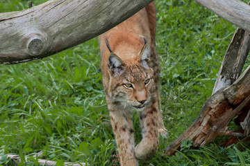 a boreal lynx resting in a rocky meadow