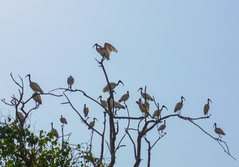 birds on branch