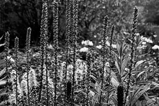 Flower with grass in black and white image
