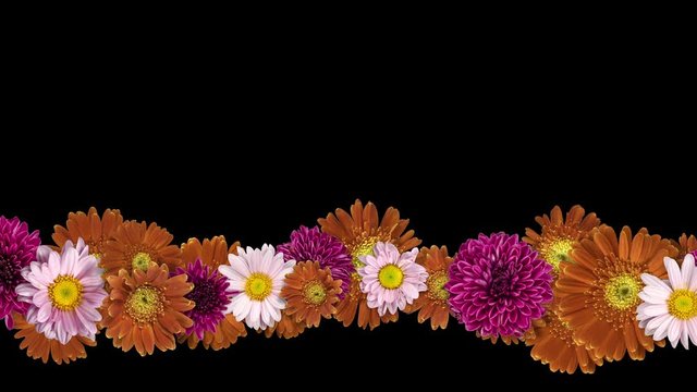 Colorful flowers frame