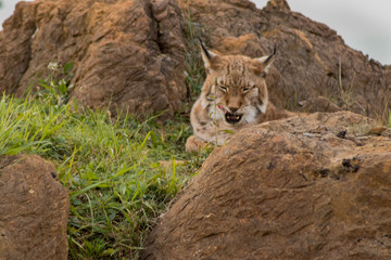 Fototapeta premium a boreal lynx resting in a rocky meadow