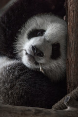 The portrait of the Giant panda. Big fat lazy Giant panda eats bamboo in the forest. Endangered...