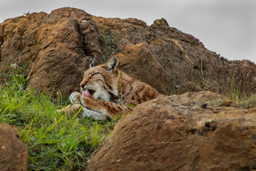 a boreal lynx resting in a rocky meadow