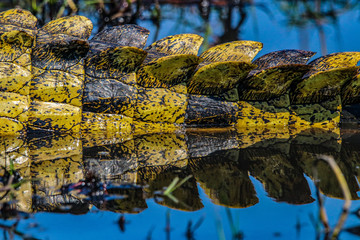 close up of a crocodile tail perfectly reflected