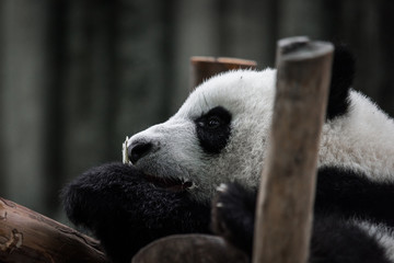 The portrait of the Giant panda. Big fat lazy Giant panda eats bamboo in the forest. Endangered wildlife.
