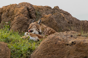 a boreal lynx resting in a rocky meadow