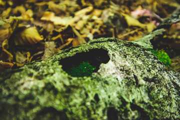 green moss in hole of log
