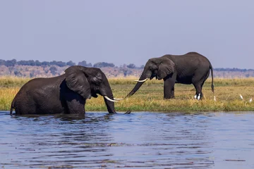 Fotobehang elephants in the Chobe River, Botswana © Keith