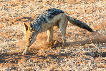 profile view of a black backed jackel digging in the sand in Africa