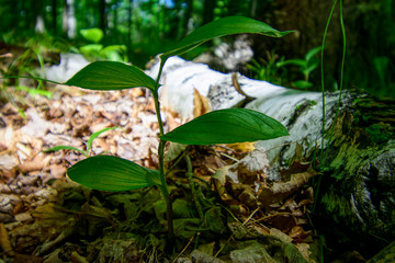 Green plant with log in background