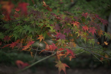 紅葉が始まった葉の様子