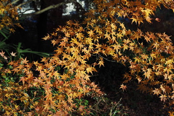 陽を浴びる黄色い紅葉