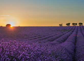 Fototapeta na wymiar lavender field bloomed in the sunset, to the left there are sun rays