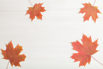 Naklejka na ściany i meble Composition of bright autumn leaves on a light background