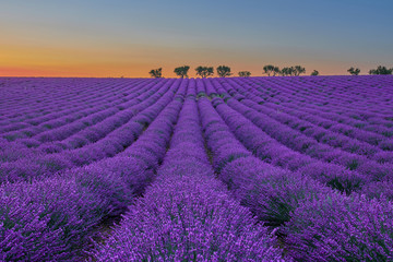 Fototapeta na wymiar flowering lavender field at sunset, at the bottom of the field there are some trees lined up