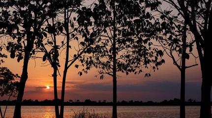 Silhouette of tree and lake scene in the sunset
