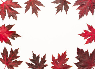 Autumn composition. Frame from Red burgundy maple leaves isolated on white background. Flat lay,...