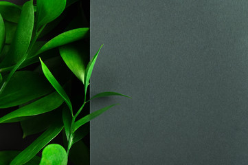 Tea tree green leaves on dark background. Foliage backdrop with copyspace. Botanical composition,...