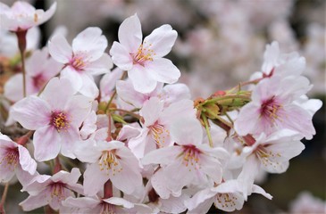 桜　櫻　日本　花　ピンク