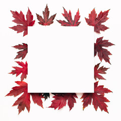 Autumn composition. Red burgundy maple leaves and blank white sheet of paper on white background. Flat lay, top view, copy space. Fall concept. Autumn background. Creative season layout
