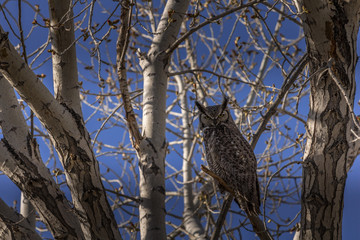 Great Horned owl perched in the tree.