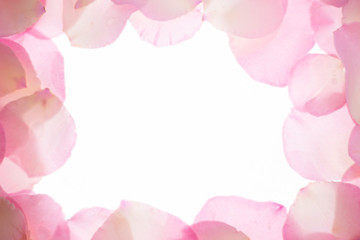 Obraz na płótnie Canvas ピンクの薔薇の花びら