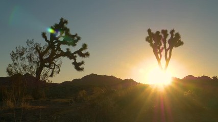 AERIAL, LENS FLARE, SILHOUETTE: Scenic shot of the outline of yucca palm tree in Mojave desert at sunrise. Golden sunrise gently illuminates the greenery growing in the Joshua tree national park.