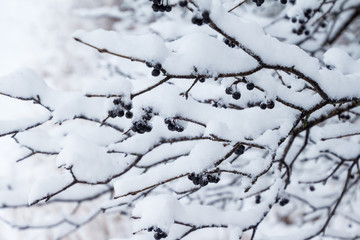 Snow covered branches with berry clusters