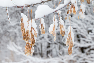 Snow covered maple seeds cling to a branch