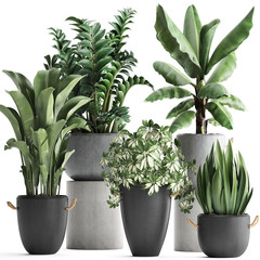  tropical plants on white background