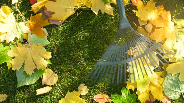 Rake on wooden handle rakes colored autumn leaves in garden with green grass and sun flares light. Close up 4k slow motion footage. Agriculture concept. Cleaning garden.