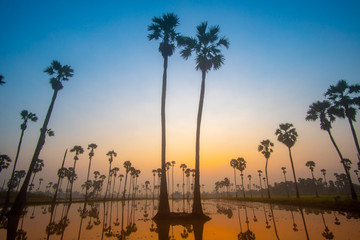 Beautiful scenery silhouette Sugar Palm Tree on the rice field during twilight sky before Sunrise in the moring with Reflection on the Water at Pathumthani province,Thailand.