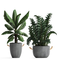  tropical plants on white background