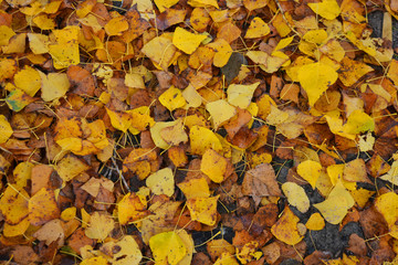 Bright juicy yellow poplar leaves lie on the ground, autumn landscape.