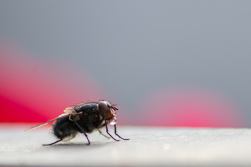 Extraintestinale Verdauung der Stubenfliege zeigt Verdauungsblase wie ein Wassertropfen vor dem Saugrüssel der Fliege zur Nährstoffgewinnung und Nährstoffaufnahme als Zeichen von mangelnder Hygiene