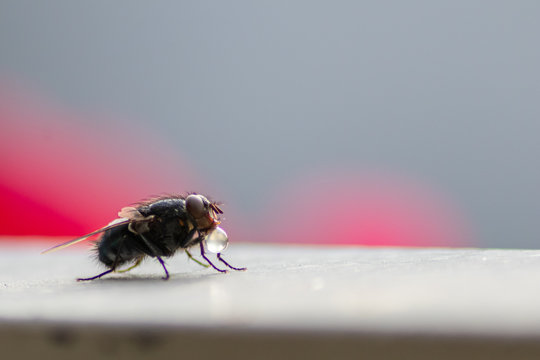 Extraintestinale Verdauung der Stubenfliege zeigt Verdauungsblase wie ein Wassertropfen vor dem Saugr&uuml;ssel der Fliege zur N&auml;hrstoffgewinnung und N&auml;hrstoffaufnahme als Zeichen von mangelnder Hygiene