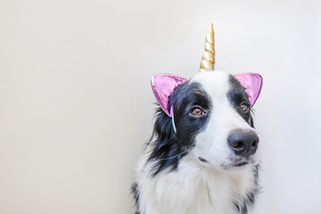 Funny Kawaii portrait puppy dog border collie with unicorn horn isolated on white background. Dog...