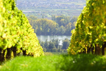 Weinreben mit Blick auf den Rhein in Geisenheim im Rheingau am Rheinsteig in Hessen Deutschland