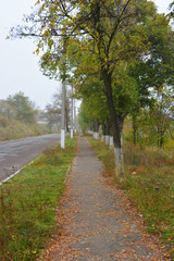 Bright autumn nature with yellow leaves and green trees are located along the road and the old paving alley.